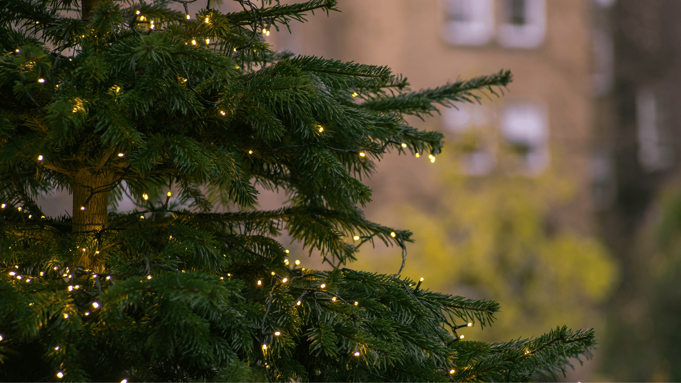 Free Christmas Tree. You Can Make a Difference; Nominate Someone For A Free Christmas Tree!